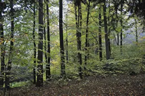 Beech Forest Scenery Prints: Autumn forest, tree, beech, beech forest
