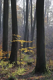 Colorful Autumn Leaves Prints: Autumn forest, tree, beech, beech forest