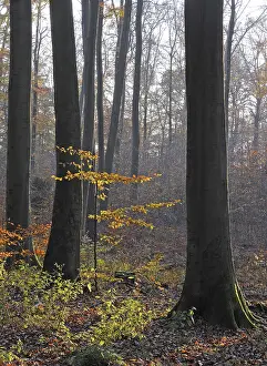 Beech Tree Forest Scenery Prints: Autumn forest, tree, beech, beech forest