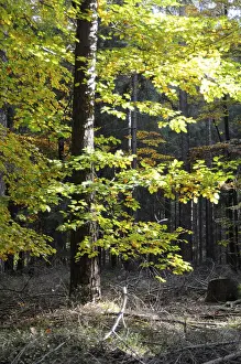 Colorful Autumn Leaves Prints: Autumn forest, tree, beech, beech forest