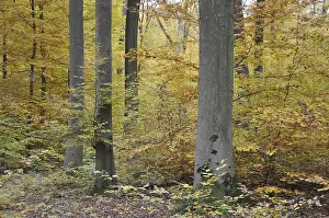 Autumn Leaf Colors Prints: Autumn forest, tree, beech, beech forest