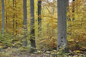 Colorful Autumn Leaves Prints: Autumn forest, tree, beech, beech forest