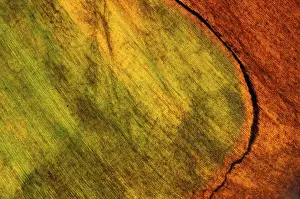 Close Up Autumn Leaves Prints: Autumn leaf