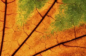 Macro Autumn Leaf Prints: Autumn leaf