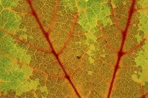 Colorful Autumn Leaves Prints: Autumn leaf
