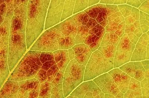 Close Up Leaf Structure Prints: Autumn leaf