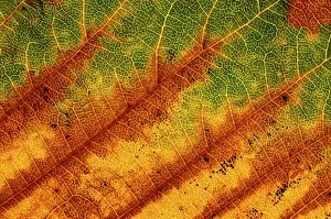 Macro Autumn Leaf Prints: Autumn leaf