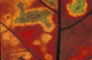 Close Up Leaf Structure Prints: Autumn leaf