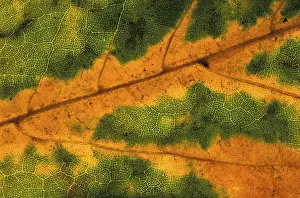 Colourful Autumn Landscape Prints: Autumn leaf