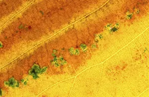 Colorful Autumn Leaves Prints: Autumn leaf