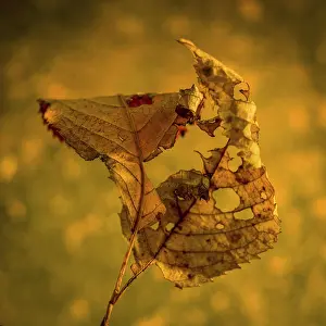 Autumn Leaf Prints: Autumn leaf