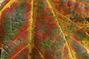 Autumn Leaf Prints: Autumn leaf