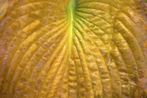 Central Europe Fall Foliage Prints: Detail of the autumn leaf of a hosta
