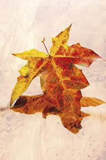 Maple Tree Foliage Prints: Autumn leaf, Maple (Acer)