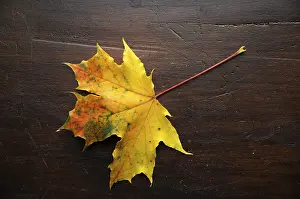 Autumn Colorful Leaves Prints: Autumn, leaf, maple leaf, maple