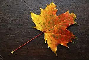 Autumnal Atmosphere Prints: Autumn, leaf, maple leaf, maple