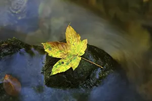 Autumn Leaf Close Up Prints: Autumn leaf on a rock in a stream