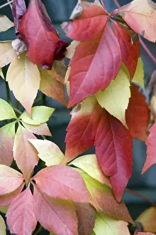 Autumn Leaf Close Up Prints: Autumn leafs