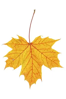 Deciduous Tree Leaf Prints: Autumn maple leaf isolated on white background