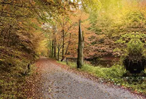 Tree Lined Road Prints: Autumn path surrounded by trees