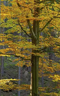 Deciduous Forest Scenery Prints: Autumn, tree, beech forest, trees