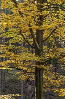Open Air Countryside View Prints: Autumn, tree, beech forest, trees
