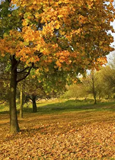 Japanese Autumn Landscape Prints: Autumn tree with falling leaves