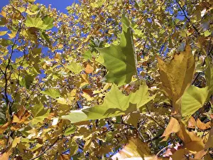 October Foliage Prints: Autumn tree with yellow leafs