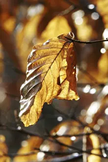 Autumn Leaf Colors Prints: Autumnal colored beech leafs
