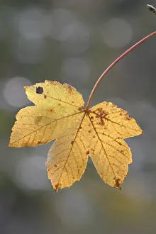 Maple Tree Prints: Autumnal colored maple leaf
