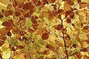 Open Air Nature Scenes Prints: Autumnale colored beech leafs