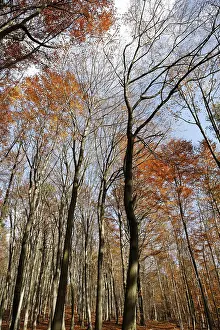Autumn Forest Landscape Prints: AutumnForest