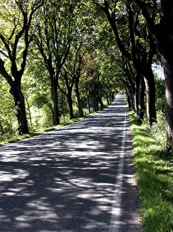 Tree Lined Road Germany Prints: Avenue