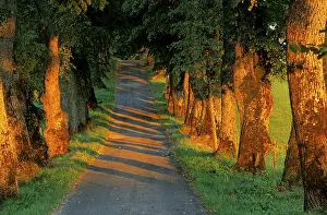 Lime Tree Avenue Prints: Avenue of lime trees in the evening light