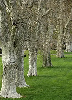 Central Europe Deciduous Trees Prints: Avenue of plane trees