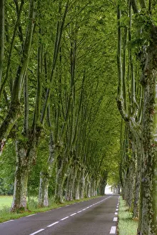 Plane Tree Avenue Prints: Avenue of plane trees, Cereste
