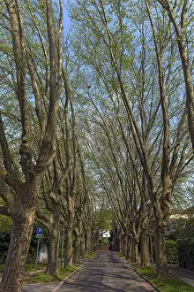 Deciduous Tree Row Prints: Avenue of plane trees in spring