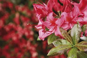 Flowering Plant Life Prints: Azalea