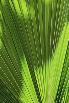 Palm Tree Leaf Texture Prints: Backgrond texture of a palm tree leaf