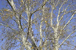 Poplar Tree Silhouette Prints: Background of the branches of a silver poplar