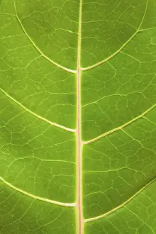 No People Background Image Prints: Background: macro green plant texture