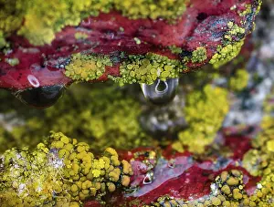 Close Up Water Drop Prints: Background, macro. Surface of stone