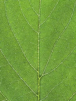 Open Air Nature Scenes Prints: Background from oak green leaf