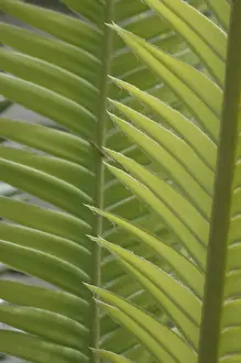 Open Air Nature Scenes Prints: Background of a overlapping palm leaves