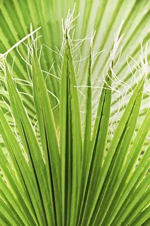 Open Air Plant Photography Prints: Background Of The Palm Leaf In The Sunlight