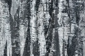 Tree Bark Texture Prints: Background of the plastered texture with the effect of tree bark