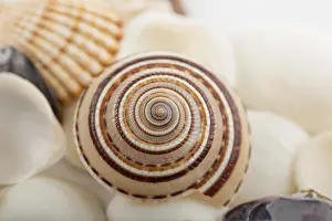 Wild Sea Creature Images Prints: Background from a sea shells