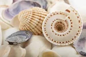 Deserted Beach Background Prints: Background from a sea shells