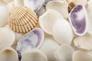 Wildlife Photography Sea Creatures Prints: Background from a sea shells