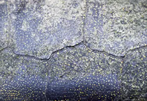 Reptile Wildlife Photography Prints: Background texture of tortoise shell. Turtle shell